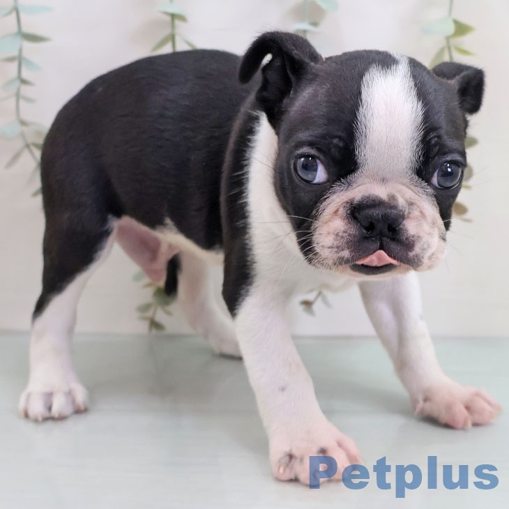 ボストン・テリアの写真2