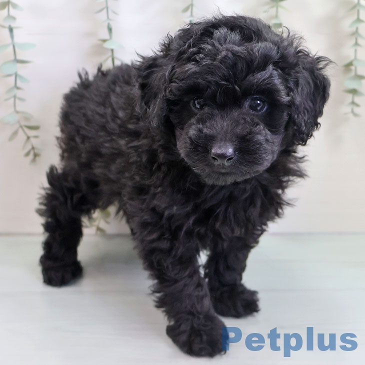 福岡県のトイプードル(トイ) (ペットプラス 福岡伊都店/2025年10月23日生まれ/男の子/ブラック)の子犬の2枚目の画像