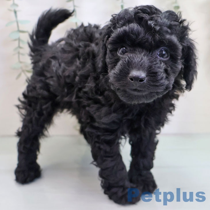 宮崎県のトイプードル(トイ) (ペットプラス 宮崎店/2025年10月23日生まれ/男の子/ブラック)の子犬の1枚目の画像