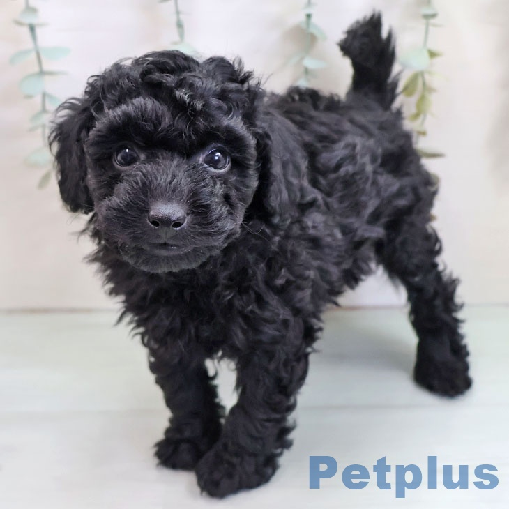 宮崎県のトイプードル(トイ) (ペットプラス 宮崎店/2025年10月23日生まれ/男の子/ブラック)の子犬の2枚目の画像