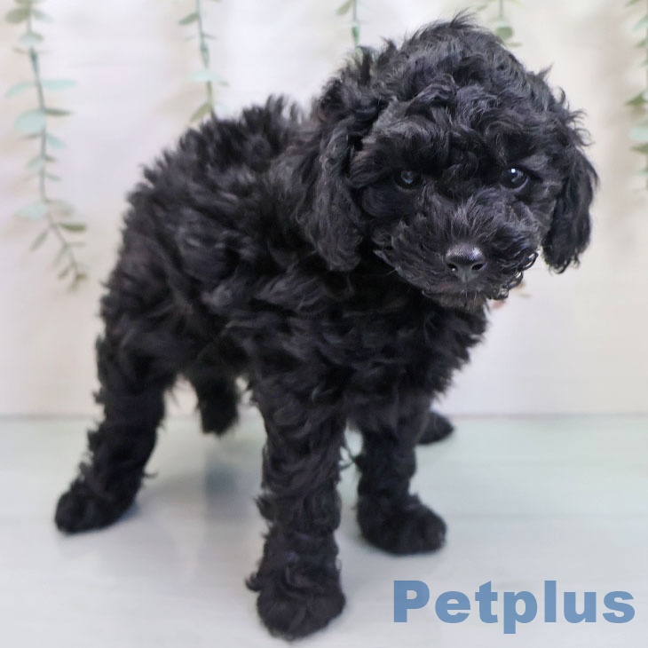 福岡県のトイプードル(トイ) (ペットプラス 黒崎店/2025年10月23日生まれ/女の子/ブラック)の子犬の1枚目の画像