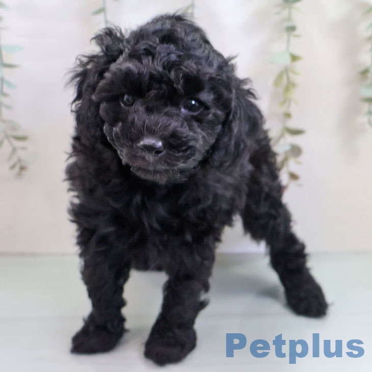 福岡県のトイプードル(トイ) (ペットプラス 黒崎店/2025年10月23日生まれ/女の子/ブラック)の子犬の2枚目の画像
