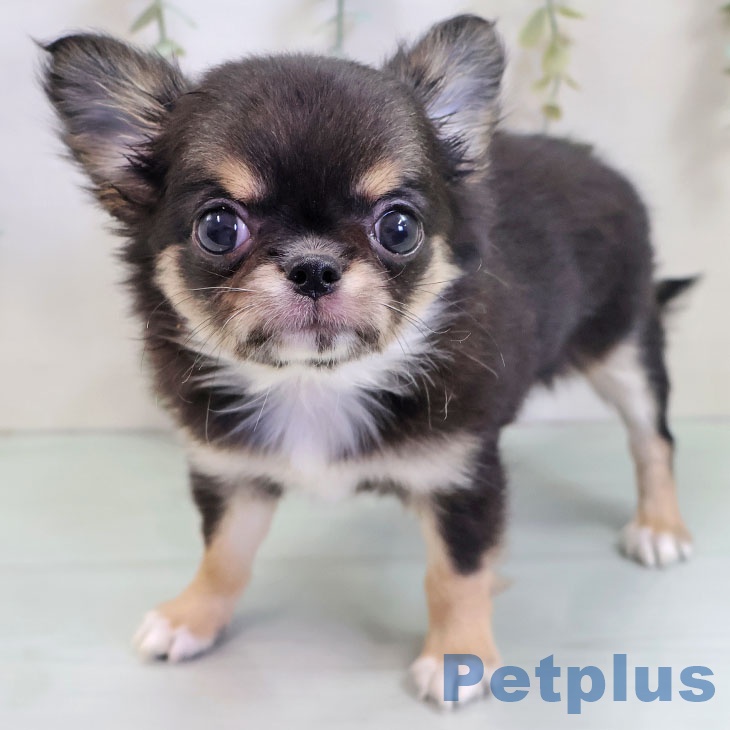 長野県のチワワ(ロング) (ペットプラス 松本店/2025年10月17日生まれ/女の子/ブラックタンホワイト)の子犬の1枚目の画像