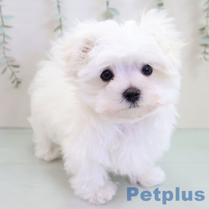 沖縄県のマルチーズ (ペットプラス 沖縄ライカム店/2025年10月18日生まれ/男の子/ホワイト)の子犬