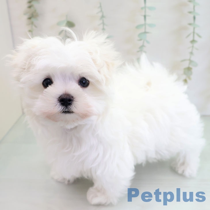 沖縄県のマルチーズ (ペットプラス 沖縄ライカム店/2025年10月18日生まれ/男の子/ホワイト)の子犬の2枚目の画像