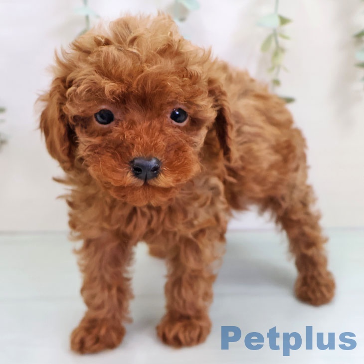 福岡県のトイプードル(トイ) (ペットプラス ららぽーと福岡店/2025年10月21日生まれ/男の子/レッド)の子犬の1枚目の画像