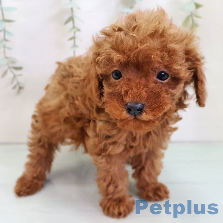 福岡県のトイプードル(トイ) (ペットプラス ららぽーと福岡店/2025年10月21日生まれ/男の子/レッド)の子犬の2枚目の画像