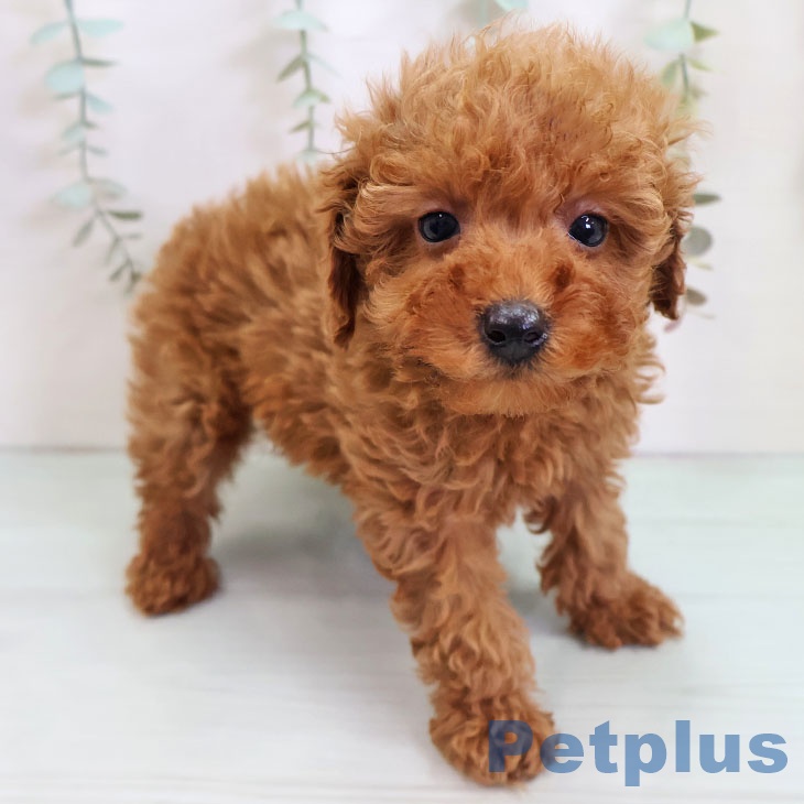 福岡県のトイプードル(トイ) (ペットプラス 福岡店/2025年10月21日生まれ/女の子/レッド)の子犬の1枚目の画像