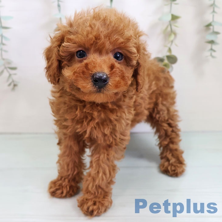 福岡県のトイプードル(トイ) (ペットプラス 福岡店/2025年10月21日生まれ/女の子/レッド)の子犬の2枚目の画像