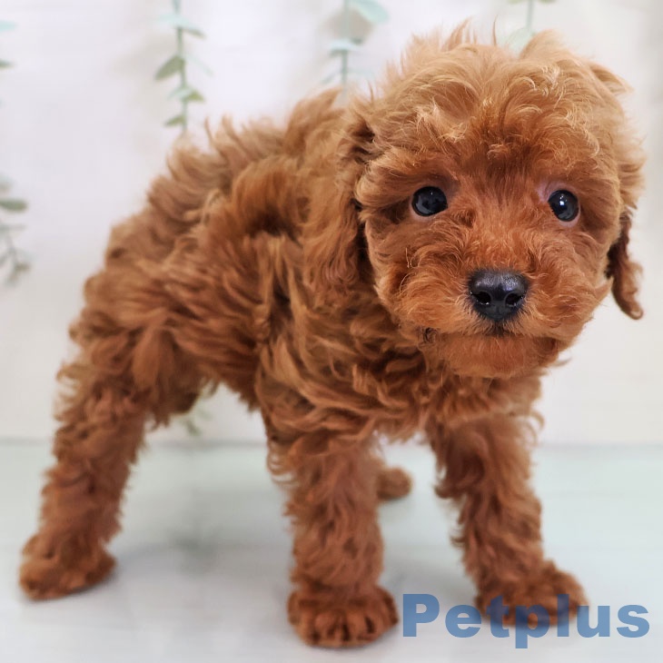 福岡県のトイプードル(トイ) (ペットプラス 八幡東店/2025年10月21日生まれ/女の子/レッド)の子犬の1枚目の画像