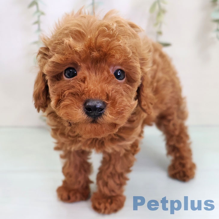 福岡県のトイプードル(トイ) (ペットプラス 八幡東店/2025年10月21日生まれ/女の子/レッド)の子犬の2枚目の画像