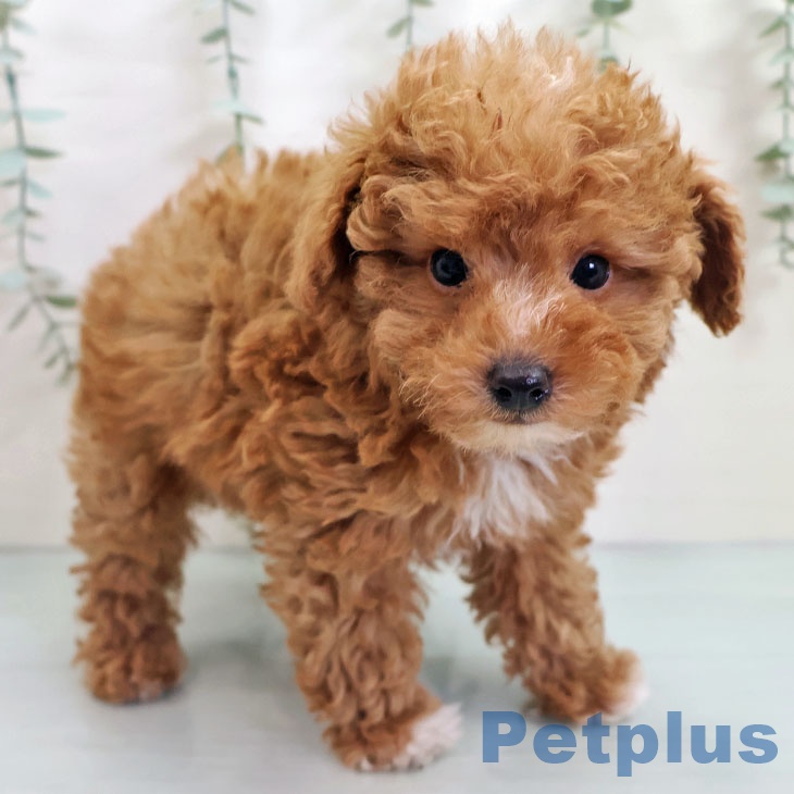 福岡県のトイプードル(トイ) (ペットプラス 福岡店/2025年10月22日生まれ/男の子/レッド)の子犬の1枚目の画像