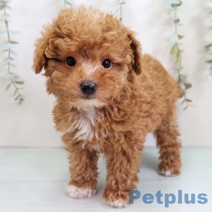 福岡県のトイプードル(トイ) (ペットプラス 福岡店/2025年10月22日生まれ/男の子/レッド)の子犬の2枚目の画像