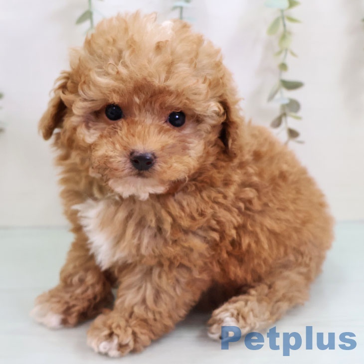 福岡県のトイプードル(トイ) (ペットプラス 福岡店/2025年10月22日生まれ/女の子/レッド)の子犬の1枚目の画像