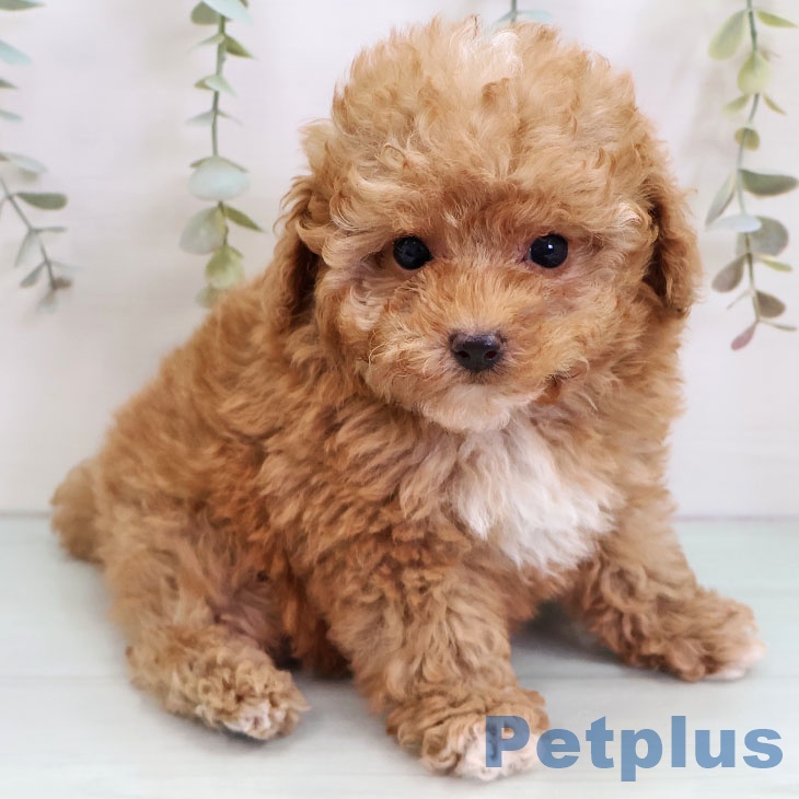 福岡県のトイプードル(トイ) (ペットプラス 福岡店/2025年10月22日生まれ/女の子/レッド)の子犬の2枚目の画像