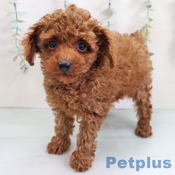 宮崎県のトイプードル(トイ) (ペットプラス 宮崎店/2025年10月21日生まれ/女の子/レッド)の子犬の1枚目の画像