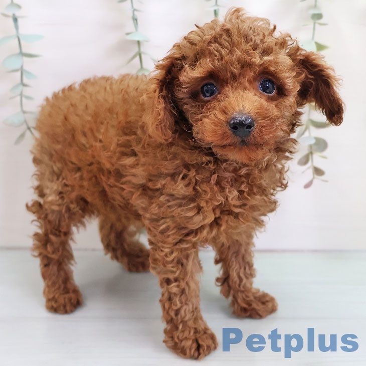 宮崎県のトイプードル(トイ) (ペットプラス 宮崎店/2025年10月21日生まれ/女の子/レッド)の子犬の2枚目の画像