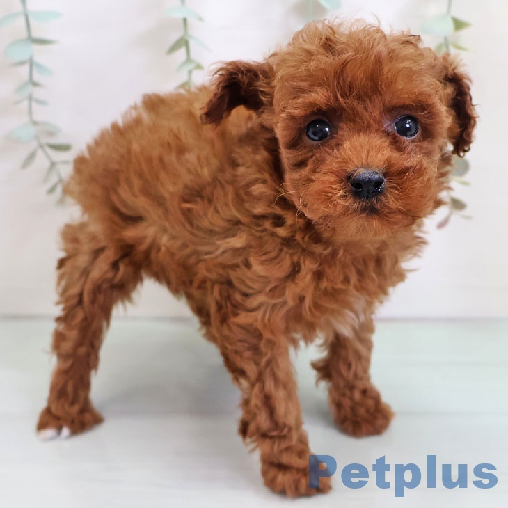 福岡県のトイプードル(トイ) (ペットプラス 黒崎店/2025年10月22日生まれ/女の子/レッド)の子犬の1枚目の画像