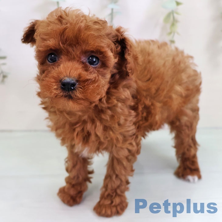 福岡県のトイプードル(トイ) (ペットプラス 黒崎店/2025年10月22日生まれ/女の子/レッド)の子犬の2枚目の画像