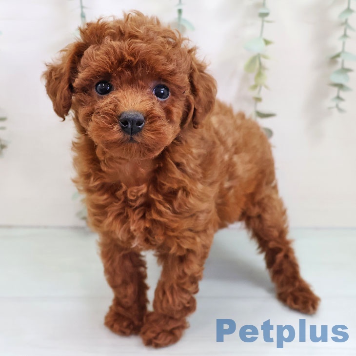 トイ・プードル