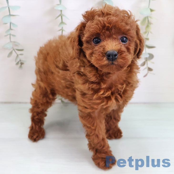 トイ・プードルの写真2