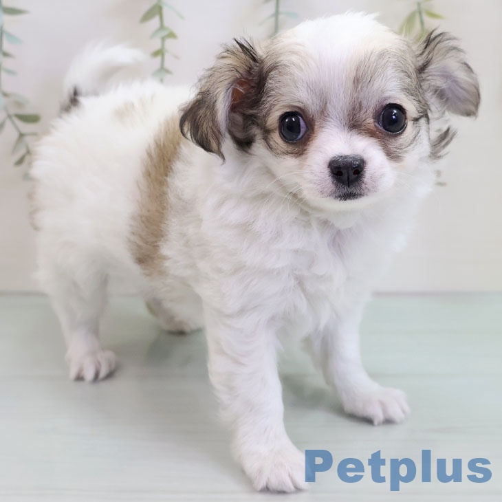 山梨県のチワワ(ロング) (ペットプラス 甲府昭和店/2025年10月23日生まれ/男の子/ホワイトフォーン)の子犬の1枚目の画像