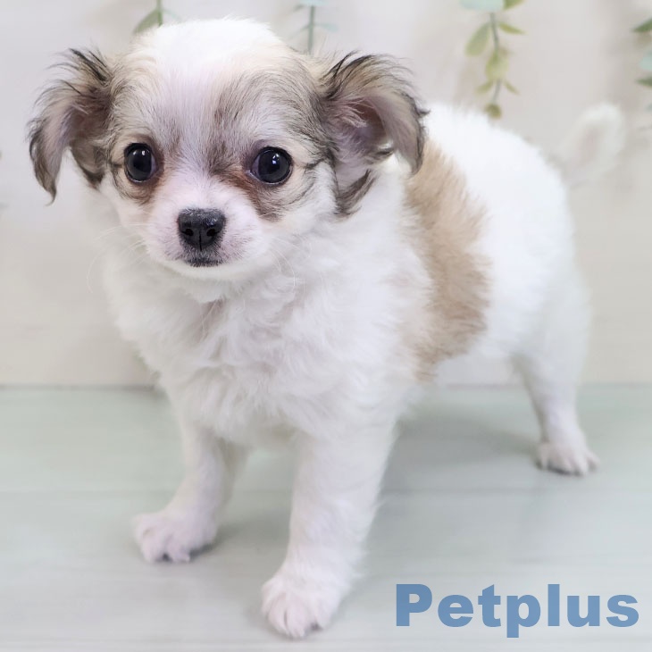 山梨県のチワワ(ロング) (ペットプラス 甲府昭和店/2025年10月23日生まれ/男の子/ホワイトフォーン)の子犬の2枚目の画像