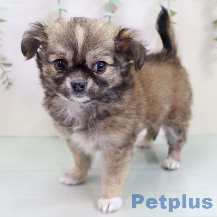 埼玉県のチワワ(ロング) (ペットプラス ららぽーと新三郷店/2025年10月23日生まれ/女の子/フォーンホワイト)の子犬の1枚目の画像