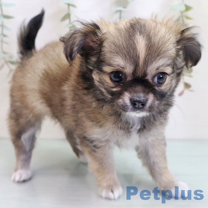 埼玉県のチワワ(ロング) (ペットプラス ららぽーと新三郷店/2025年10月23日生まれ/女の子/フォーンホワイト)の子犬の2枚目の画像