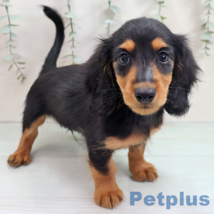 宮城県のミニチュアダックスフンド(ロング) (ペットプラス 仙台泉大沢店/2025年10月18日生まれ/男の子/ブラックタン)の子犬の1枚目の画像