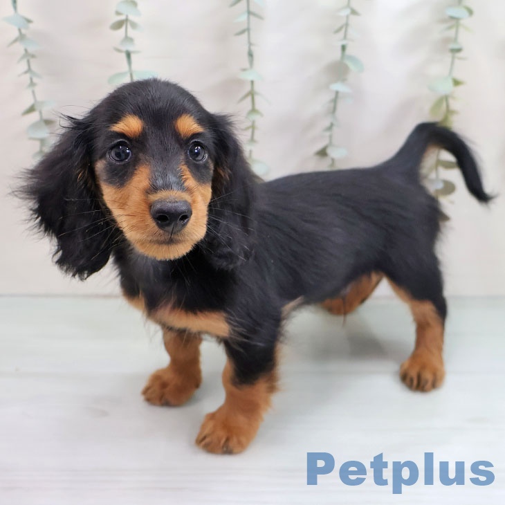 宮城県のミニチュアダックスフンド(ロング) (ペットプラス 仙台泉大沢店/2025年10月18日生まれ/男の子/ブラックタン)の子犬の2枚目の画像