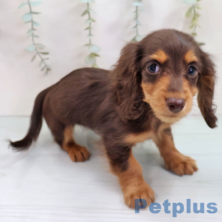 青森県のミニチュアダックスフンド(ロング) (ペットプラス 青森浜田店/2025年10月18日生まれ/男の子/チョコレートタン)の子犬の1枚目の画像
