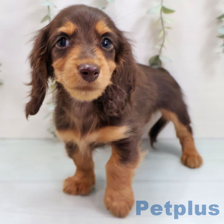 青森県のミニチュアダックスフンド(ロング) (ペットプラス 青森浜田店/2025年10月18日生まれ/男の子/チョコレートタン)の子犬の2枚目の画像