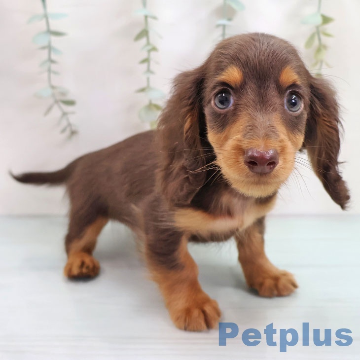 千葉県のミニチュアダックスフンド(ロング) (ペットプラス 八千代緑が丘店/2025年10月18日生まれ/男の子/チョコレートタン)の子犬の1枚目の画像