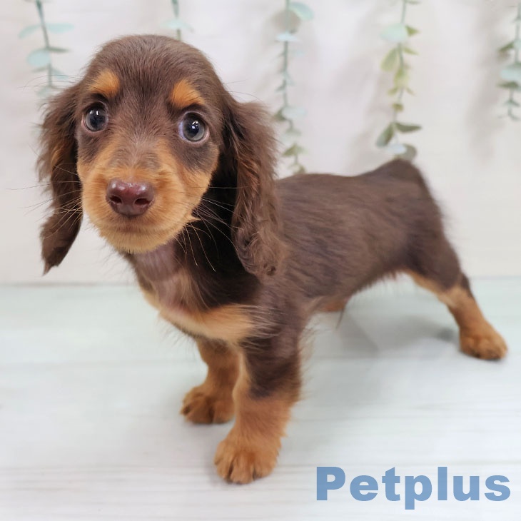 千葉県のミニチュアダックスフンド(ロング) (ペットプラス 八千代緑が丘店/2025年10月18日生まれ/男の子/チョコレートタン)の子犬の2枚目の画像