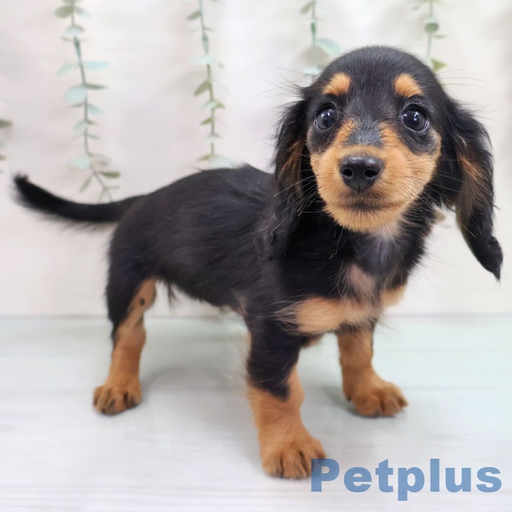 宮城県のミニチュアダックスフンド(ロング) (ペットプラス 名取店/2025年10月18日生まれ/女の子/ブラックタン)の子犬の1枚目の画像