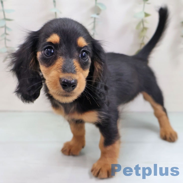 宮城県のミニチュアダックスフンド(ロング) (ペットプラス 名取店/2025年10月18日生まれ/女の子/ブラックタン)の子犬の2枚目の画像