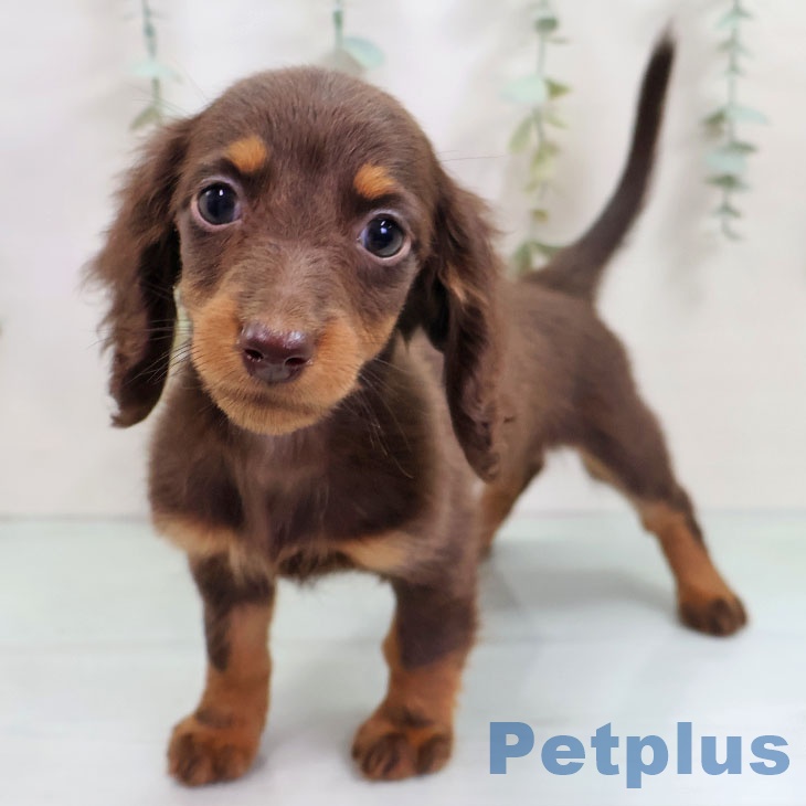 宮城県のミニチュアダックスフンド(ロング) (ペットプラス 仙台泉大沢店/2025年10月18日生まれ/女の子/チョコレートタン)の子犬の1枚目の画像