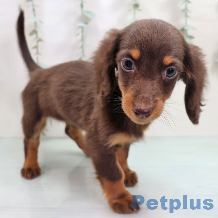 宮城県のミニチュアダックスフンド(ロング) (ペットプラス 仙台泉大沢店/2025年10月18日生まれ/女の子/チョコレートタン)の子犬の2枚目の画像