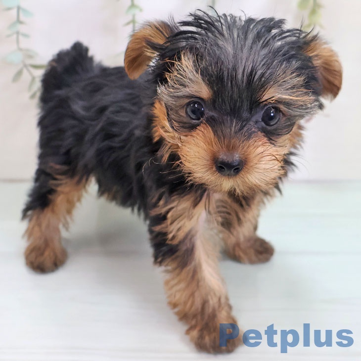 宮城県のヨークシャーテリア (ペットプラス 仙台泉大沢店/2025年10月22日生まれ/男の子/スチールブルータン)の子犬