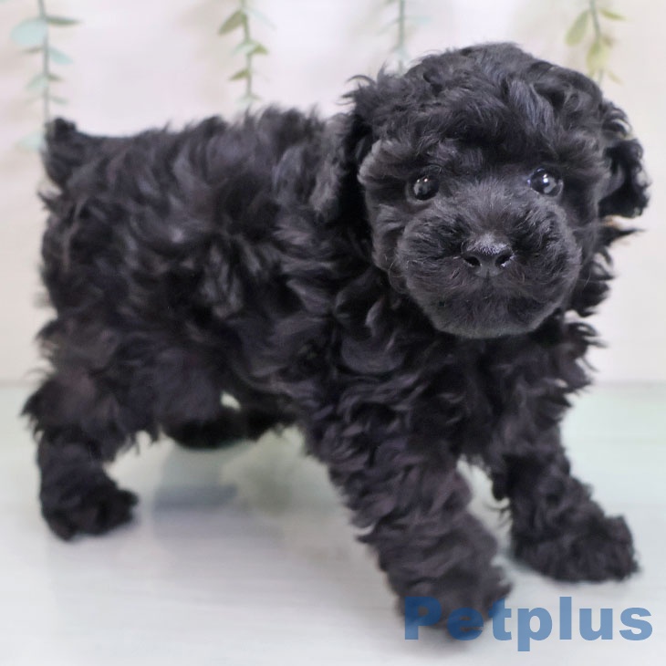 トイ・プードル