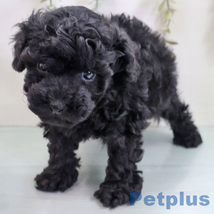 トイ・プードルの写真2