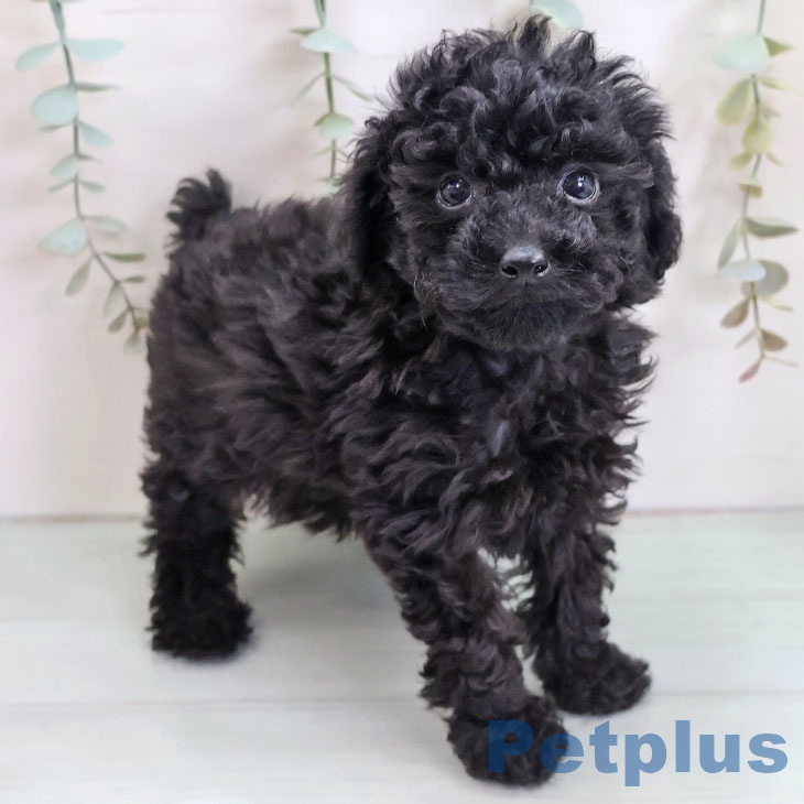 熊本県のトイプードル(トイ) (ペットプラス 熊本店/2025年10月14日生まれ/男の子/ブラック)の子犬の1枚目の画像