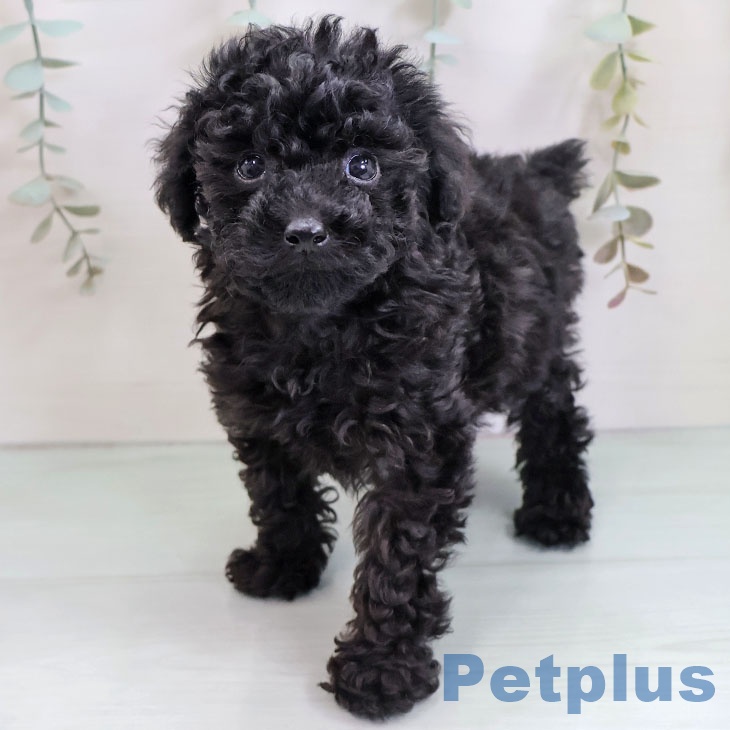 熊本県のトイプードル(トイ) (ペットプラス 熊本店/2025年10月14日生まれ/男の子/ブラック)の子犬の2枚目の画像