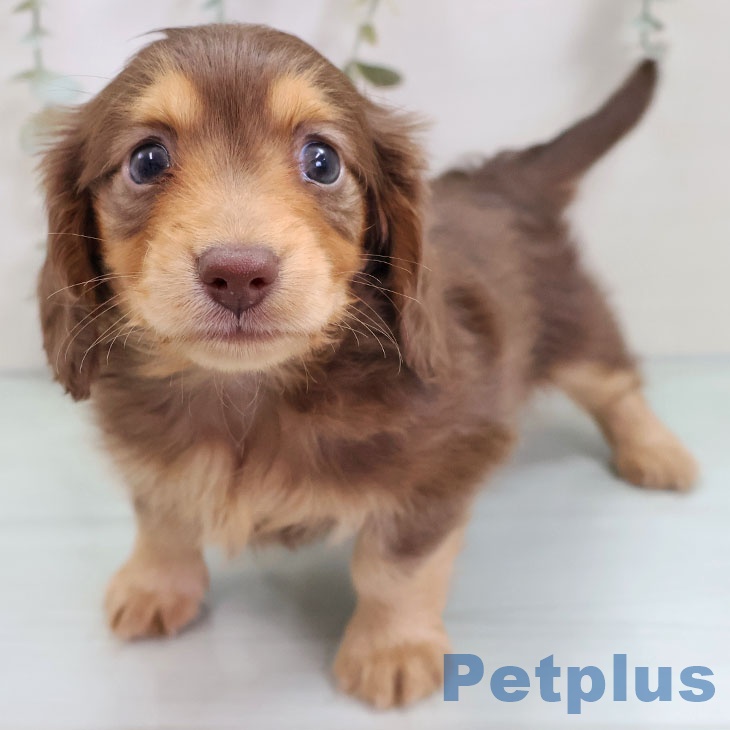 茨城県のカニンヘンダックスフンド(ロング) (ペットプラス つくば店/2025年10月21日生まれ/男の子/チョコレートタン)の子犬の1枚目の画像