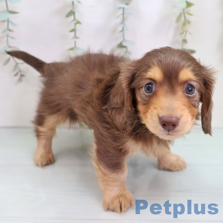 茨城県のカニンヘンダックスフンド(ロング) (ペットプラス つくば店/2025年10月21日生まれ/男の子/チョコレートタン)の子犬の2枚目の画像