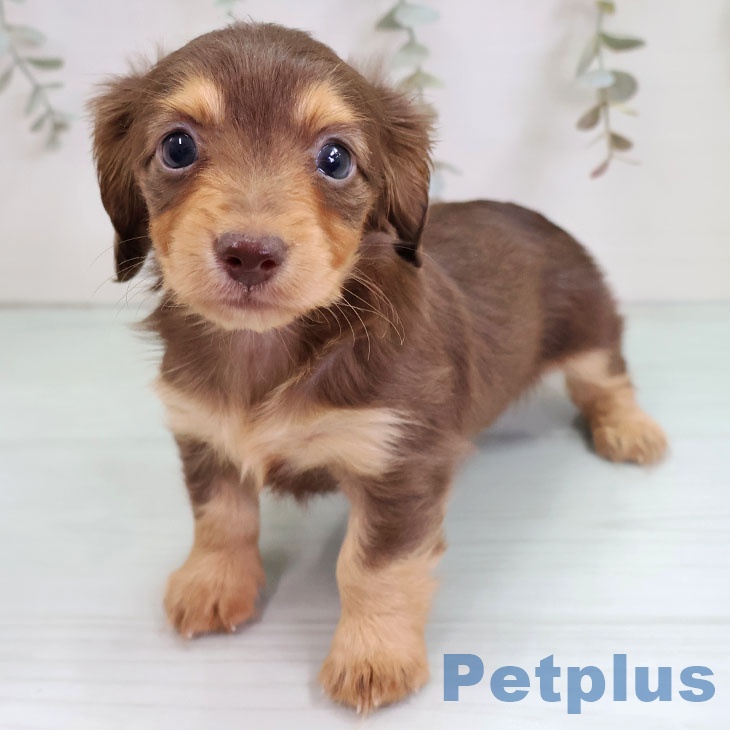 埼玉県のカニンヘンダックスフンド(ロング) (ペットプラス ららぽーと新三郷店/2025年10月21日生まれ/女の子/チョコレートタン)の子犬の1枚目の画像