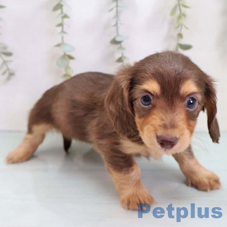 埼玉県のカニンヘンダックスフンド(ロング) (ペットプラス ららぽーと新三郷店/2025年10月21日生まれ/女の子/チョコレートタン)の子犬の2枚目の画像