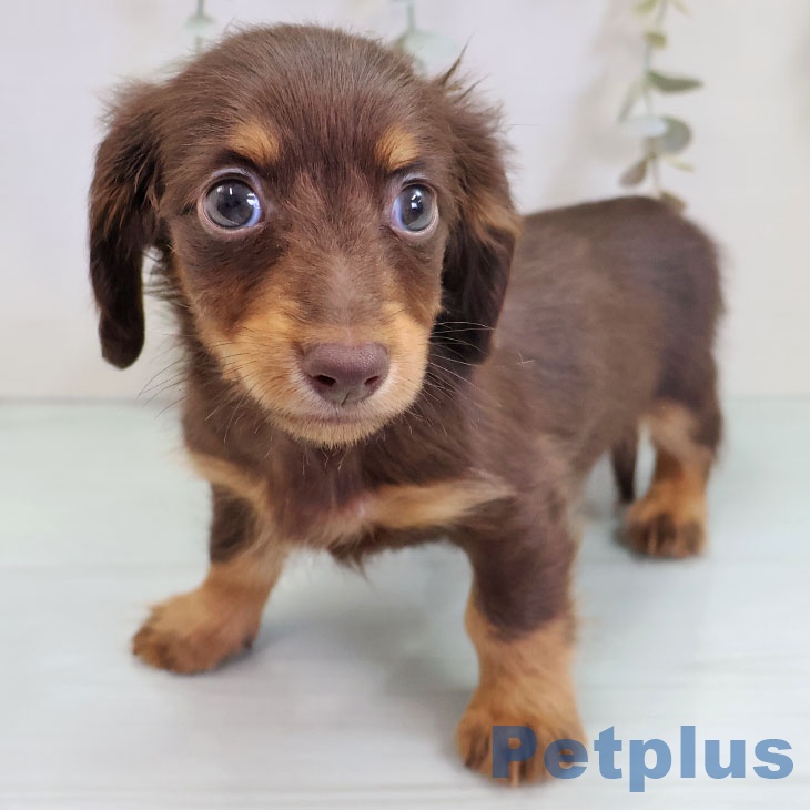 埼玉県のカニンヘンダックスフンド(ロング) (ペットプラス 浦和美園店/2025年10月21日生まれ/男の子/チョコレートタン)の子犬の1枚目の画像