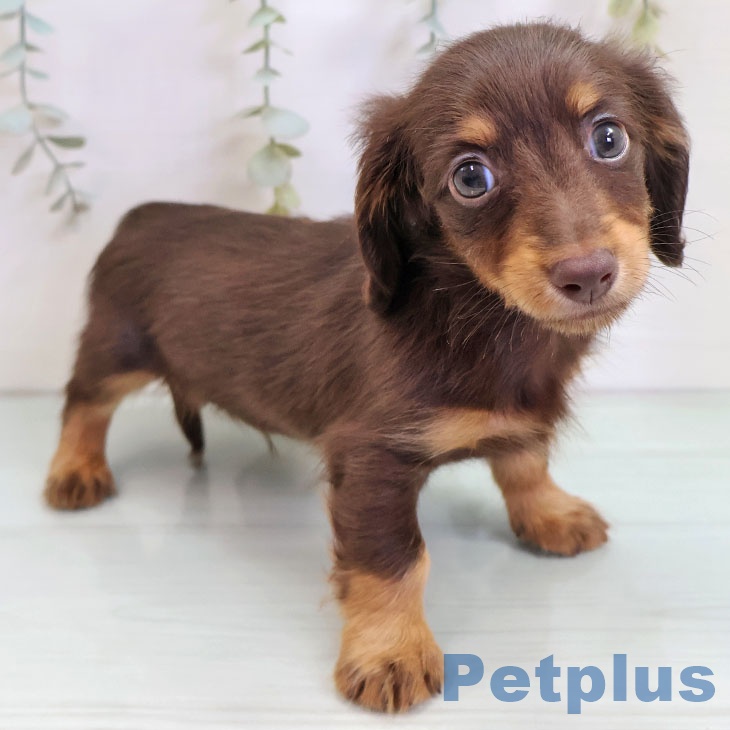 埼玉県のカニンヘンダックスフンド(ロング) (ペットプラス 浦和美園店/2025年10月21日生まれ/男の子/チョコレートタン)の子犬の2枚目の画像